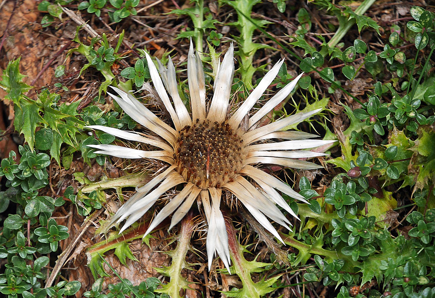 22.september_laubenstein_silberdistel.jpg