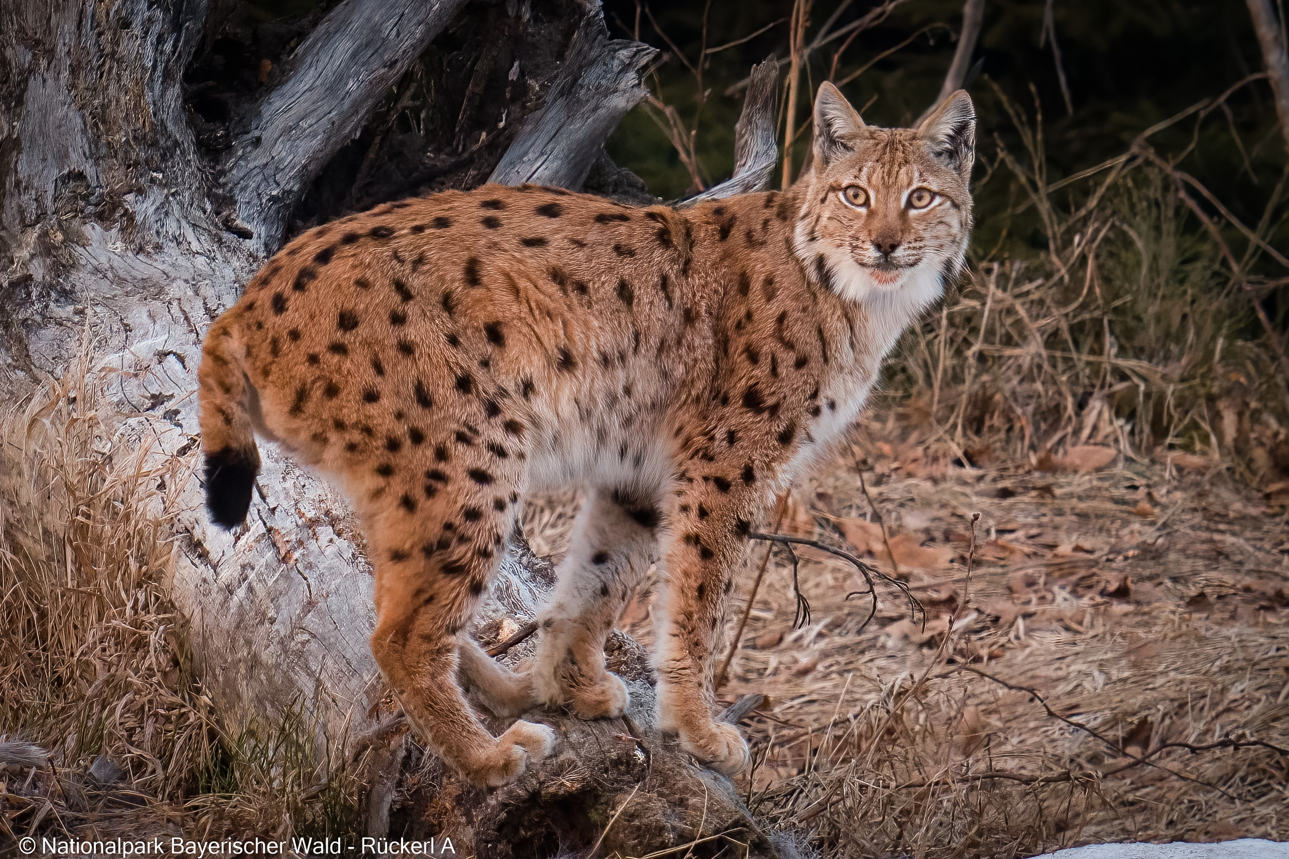 npv_bw_-_vm_128-23_luchs_und_wolf.jpg