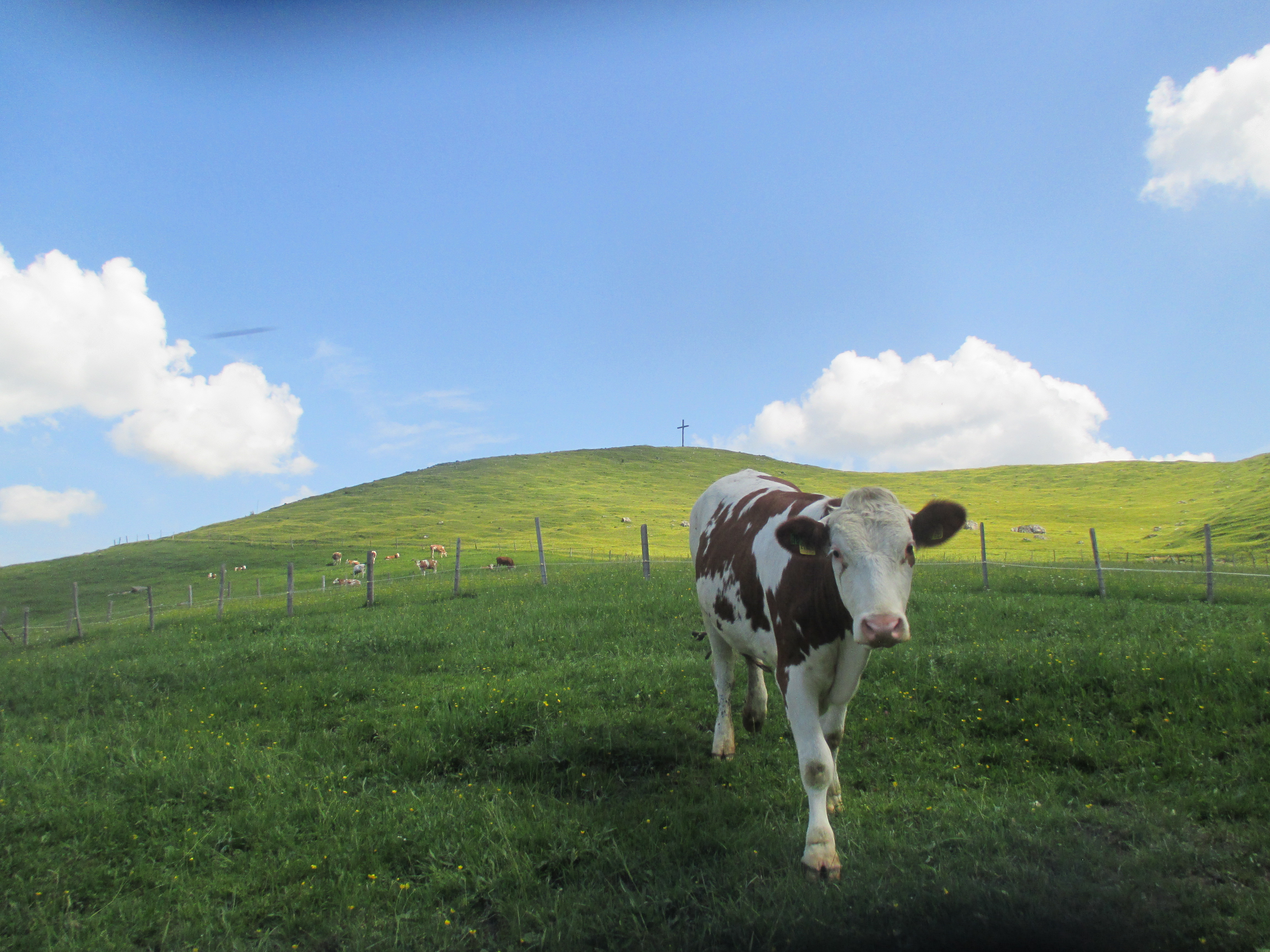 tierische_begegnung_auf_der_schachenalm2.jpg