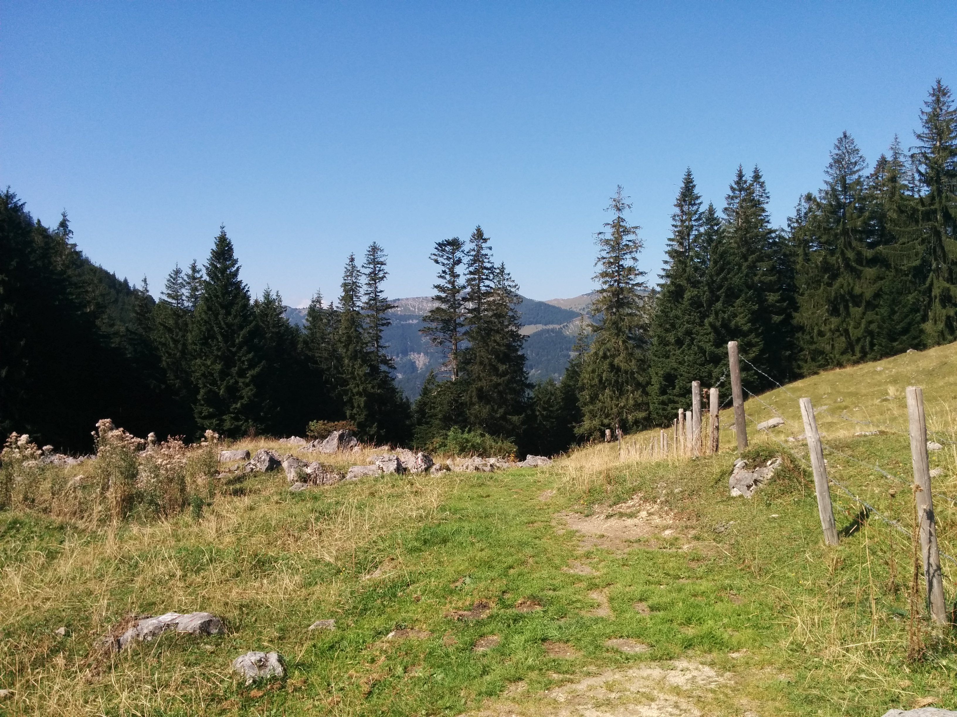 auf der Dalsenalm