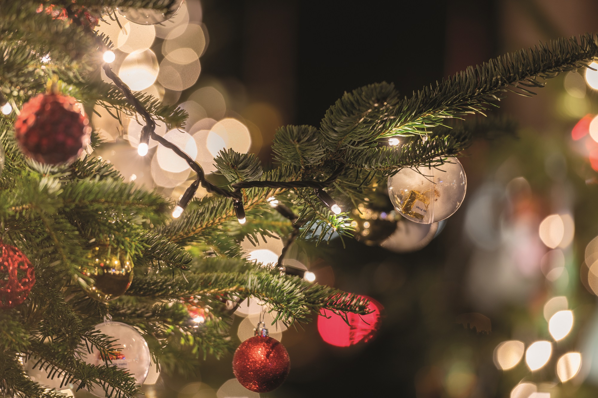 Winterwald am Wendelsteinpark, Bildrechte: Markt Prien a. Chiemsee, Tanja Ghirardini Winterwald am Wendelsteinpark, Bildrechte: Markt Prien a. Chiemsee, Tanja Ghirardini