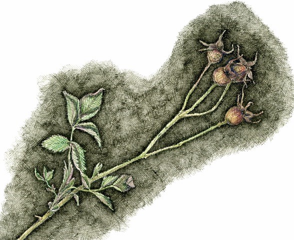 Stefania Peters beschreibt ihre Philosophie des Zeichnens folgendermaßen: „Zeichnen ist Aufmerksamkeit in Bewegung. Wenn die Hand das Gesehene nachspürt, entsteht ganz von selbst etwas Eigenes.“ Bildrechte: Stefania Peters Stefania Peters beschreibt ihre Philosophie des Zeichnens folgendermaßen: „Zeichnen ist Aufmerksamkeit in Bewegung. Wenn die Hand das Gesehene nachspürt, entsteht ganz von selbst etwas Eigenes.“ Bildrechte: Stefania Peters