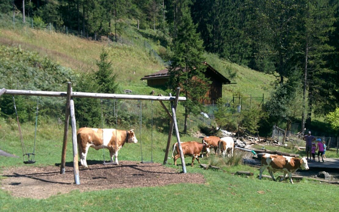 Rinderinvasion am Spielplatz bei der Schopperalm